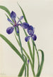 Iris Iris-arter - Mary Vaux Walcott — vy av konstverket