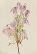 Clématite pseudo-alpine Clematis pseudoalpina - Mary Vaux Walcott — vy av konstverket