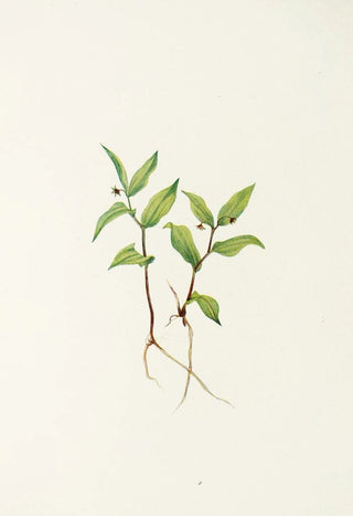 Mary Vaux Walcott - Kruhsea flower Kruhsea streptopoides.webp