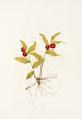 Fruit de Kruhsea Kruhsea streptopoides - Mary Vaux Walcott — vy av konstverket