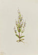 Gentiana acaule Gentiana acuta - Mary Vaux Walcott — vy av konstverket