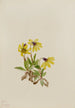 Arnica de Lake Louise Arnica louisiana - Mary Vaux Walcott — vy av konstverket