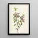 Kalmia à feuilles étroites Kalmia angustifolia - Mary Vaux Walcott — inramlat konstverk på väggen
