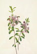 Kalmia à feuilles étroites Kalmia angustifolia - Mary Vaux Walcott — vy av konstverket