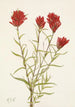 Castilléjie à feuilles lancéolées Castilleja lancifolia - Mary Vaux Walcott — vy av konstverket