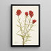 Castilléjie à feuilles lancéolées Castilleja lancifolia - Mary Vaux Walcott — inramlat konstverk på väggen