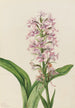 Orchidée frangée pourpre Habenaria grandiflora - Mary Vaux Walcott — vy av konstverket