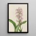 Orchidée frangée pourpre Habenaria grandiflora - Mary Vaux Walcott — inramlat konstverk på väggen