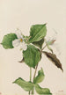 Trille vit Trillium grandiflorum - Mary Vaux Walcott — vy av konstverket