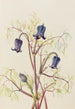 Clématite hirsute Clematis hirsutissima - Mary Vaux Walcott — vy av konstverket