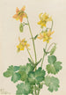 Ancolie citron Aquilegia flavescens - Mary Vaux Walcott — vy av konstverket