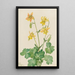Ancolie citron Aquilegia flavescens - Mary Vaux Walcott — inramlat konstverk på väggen