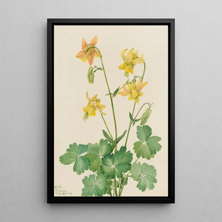 Mary Vaux Walcott - Lemon Columbine Aquilegia flavescens.webp