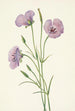 Mariposa lilas Calochortus splendens - Mary Vaux Walcott — vy av konstverket