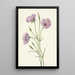 Mariposa lilas Calochortus splendens - Mary Vaux Walcott — inramlat konstverk på väggen