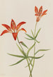 Lys Lilium montanum - Mary Vaux Walcott — vy av konstverket