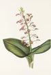 Lys Twayblade Liparis liliifolia - Mary Vaux Walcott — vy av konstverket