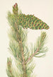 Pin flexibel Pinus flexilis - Mary Vaux Walcott — vy av konstverket