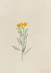 Lithospermum canescens - Mary Vaux Walcott — vy av konstverket