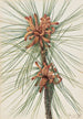 Pin des marais Pinus taeda - Mary Vaux Walcott — vy av konstverket