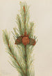 Pin tordu Pinus contorta murrayana - Mary Vaux Walcott — vy av konstverket