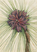 Pin des marais Pinus palustris - Mary Vaux Walcott — vy av konstverket