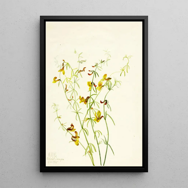 Mary Vaux Walcott - Lotus puberulus.webp