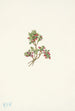 Airelle basse Vaccinium caespitosum - Mary Vaux Walcott — vy av konstverket