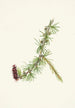 Lyall Larix lyallii - Mary Vaux Walcott — vy av konstverket