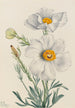 Pavot de Matilija Romneya coulteri - Mary Vaux Walcott — vy av konstverket