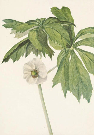 Mary Vaux Walcott - Mayapple Podophyllum peltatum.webp