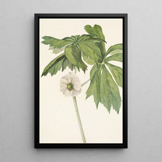 Mary Vaux Walcott - Mayapple Podophyllum peltatum.webp