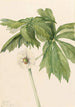 Podophylle pelté Podophyllum peltatum - Mary Vaux Walcott — vy av konstverket