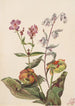 ängens skönhet Rhexia virginica Serpentaire Nabalus albus Sarracénie pourpre Sarracenia purpurea - Mary Vaux Walcott — vy av konstverket