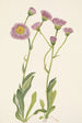 prästkrage Erigeron speciosus - Mary Vaux Walcott — vy av konstverket