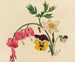 Blandade blommor - Mary Vaux Walcott — vy av konstverket