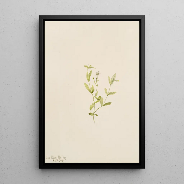 Mary Vaux Walcott - Moehringia laberiflora.webp