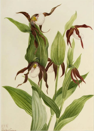 Mary Vaux Walcott - Mountain Ladys Slipper Cypripedium montanum.webp
