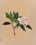 Laurier des montagnes Kalmia latifolia - Mary Vaux Walcott — vy av konstverket