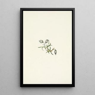 Mary Vaux Walcott - Nodding Campion Lychnis apetala.webp