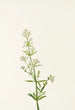 Gaillet du Nord Galium boreale - Mary Vaux Walcott — vy av konstverket