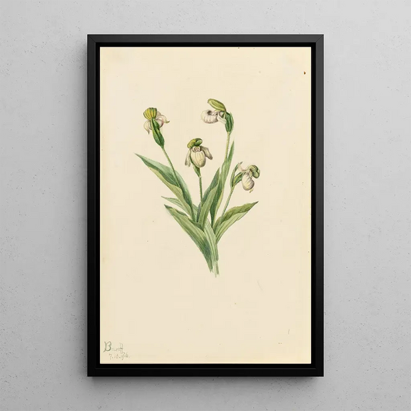 Mary Vaux Walcott - Northern Ladys Slipper Cypripedium passerinum.webp