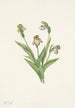 Sabot de Vénus du Nord Cypripedium passerinum - Mary Vaux Walcott — vy av konstverket