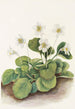 Clochettes d'Oconee Shortia galacifolia - Mary Vaux Walcott — vy av konstverket