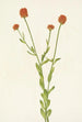 Polygale orange Polygala lutea - Mary Vaux Walcott — vy av konstverket