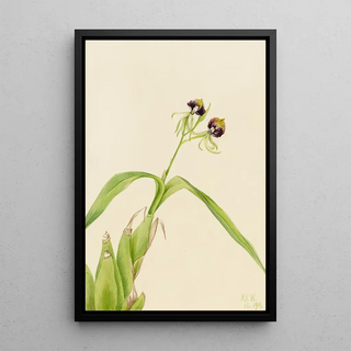 Mary Vaux Walcott - Orchid Epidendrum cochleatum.webp