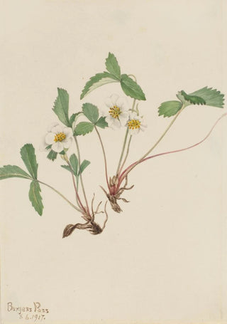 Mary Vaux Walcott - Pale Strawberry Fragaria glauca.webp