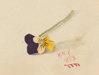 Pensée - Mary Vaux Walcott — vy av konstverket