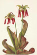 Sarracénie papegoj Sarracenia psittacina - Mary Vaux Walcott — vy av konstverket