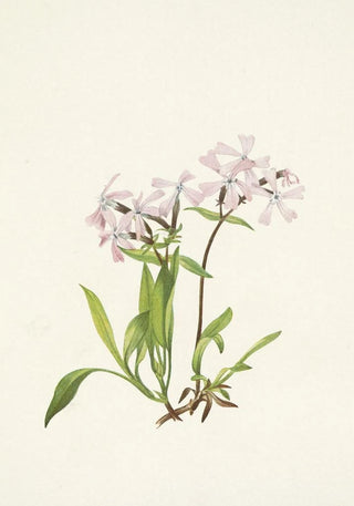 Mary Vaux Walcott - Peatpink Silene caroliniana.webp
